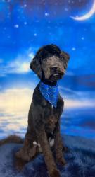 Lost Male Dog last seen Legacy and Alma dr, Plano, TX 75025