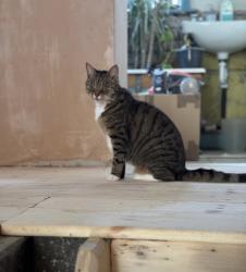 Lost Female Cat last seen Near Grenville street and Bates street, Greater Manchester, England SK16 4TA