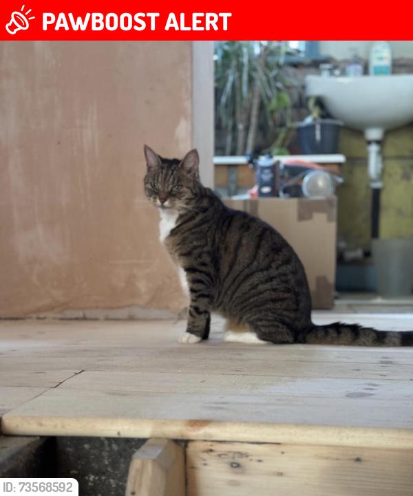 Lost Female Cat last seen Near Grenville street and Bates street, Greater Manchester, England SK16 4TA