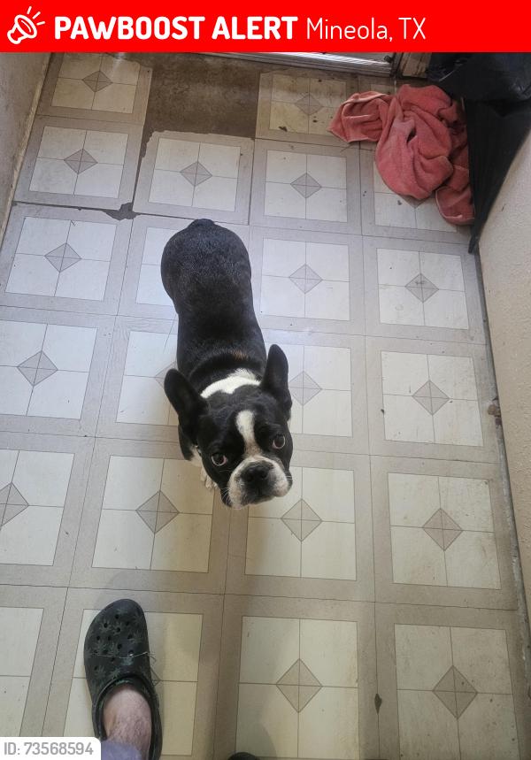 Lost Male Dog last seen Hwy 80, Mineola, TX 75773