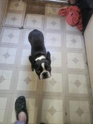 Lost Male Dog last seen Hwy 80, Mineola, TX 75773