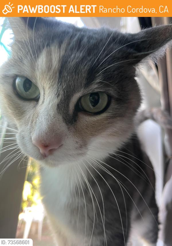 Found/Stray Female Cat last seen Evadna drive & white rock, Rancho Cordova, CA 95670