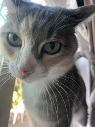 Found/Stray Female Cat last seen Evadna drive & white rock, Rancho Cordova, CA 95670