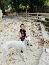 Lost Female Dog last seen Near 1/2 silver Fir Rd, Walnut, CA 91789