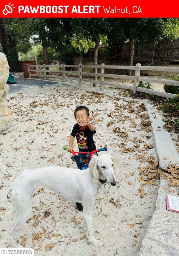 Lost Female Dog last seen Near 1/2 silver Fir Rd, Walnut, CA 91789