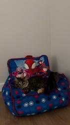 Reunited Female Cat last seen Near S 3rd Ave, La Grange, KY 40031, La Grange, KY 40031