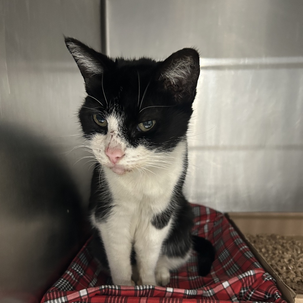 Shelter Stray Female Cat last seen , 124 Evergreen Ave, Newark, NJ 07114, USA