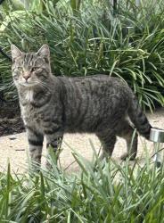 Found/Stray Unknown Cat last seen Sanders/Dayton Rd Edison, Edison, NJ 08817
