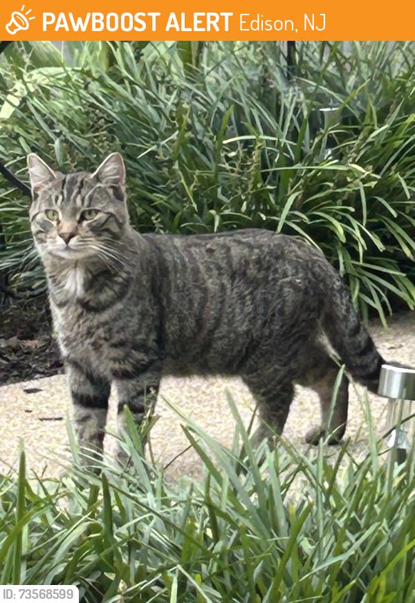Found/Stray Unknown Cat last seen Sanders/Dayton Rd Edison, Edison, NJ 08817