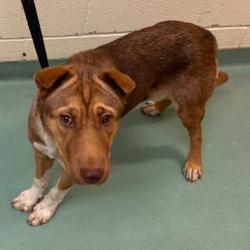 Shelter Stray Female Dog last seen , 2350 Appling City Cove, Memphis, TN 38133, USA