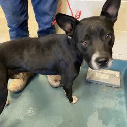 Shelter Stray Male Dog last seen , 2350 Appling City Cove, Memphis, TN 38133, USA