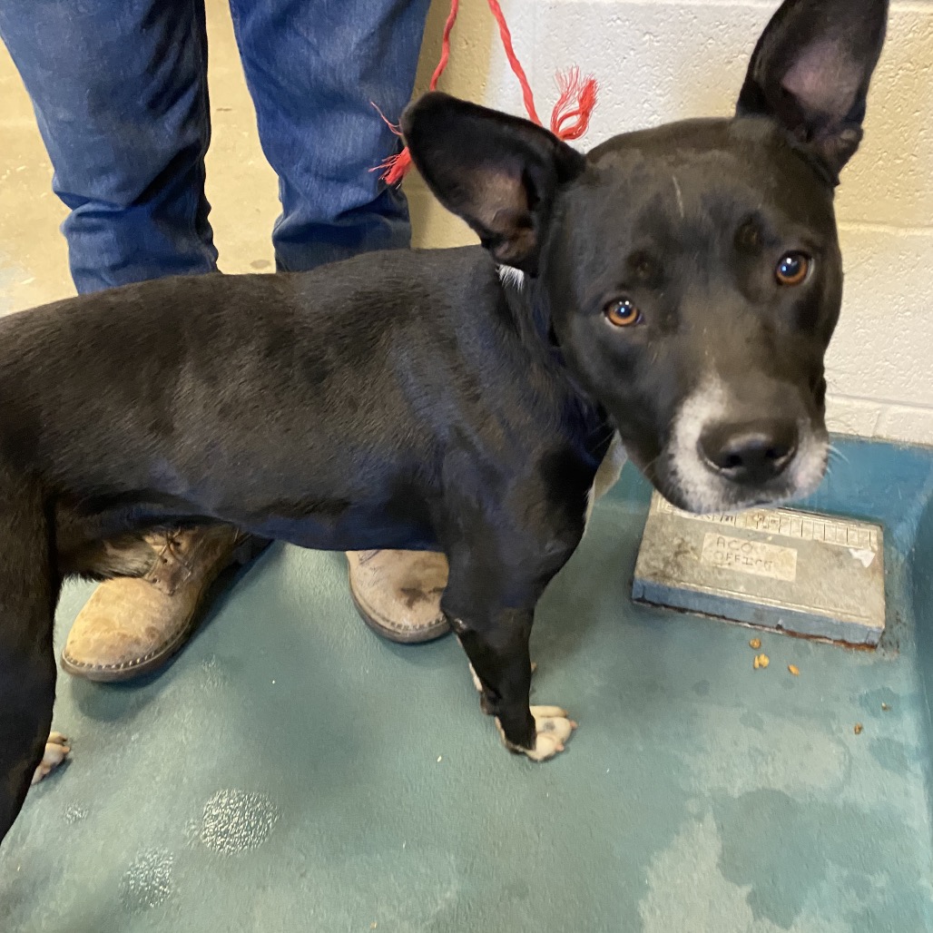 Shelter Stray Male Dog last seen , 2350 Appling City Cove, Memphis, TN 38133, USA