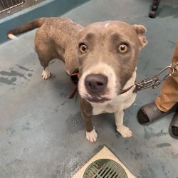 Shelter Stray Female Dog last seen , 2350 Appling City Cove, Memphis, TN 38133, USA