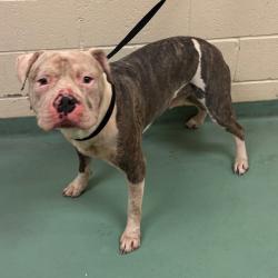 Shelter Stray Male Dog last seen , 2350 Appling City Cove, Memphis, TN 38133, USA