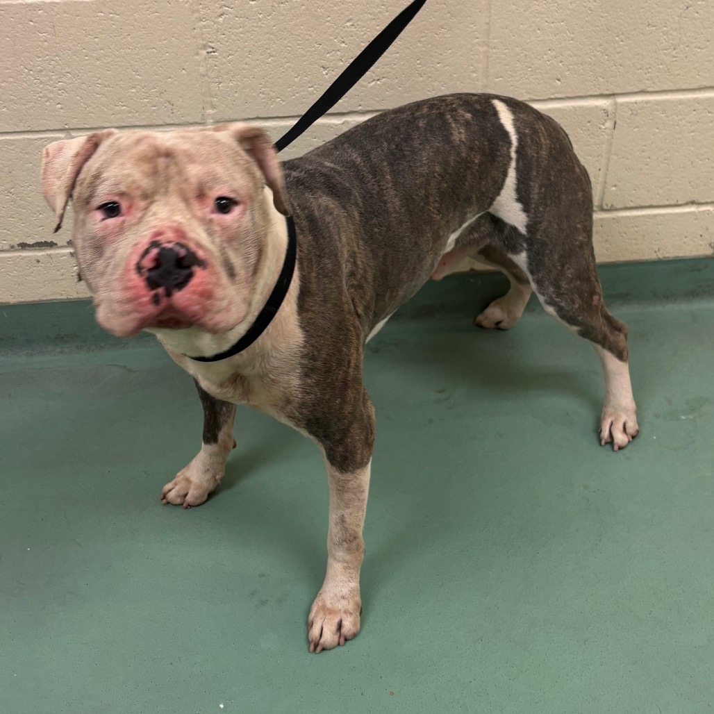 Shelter Stray Male Dog last seen , 2350 Appling City Cove, Memphis, TN 38133, USA