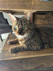 Reunited Female Cat last seen Marin Napa High, Napa, CA 94558