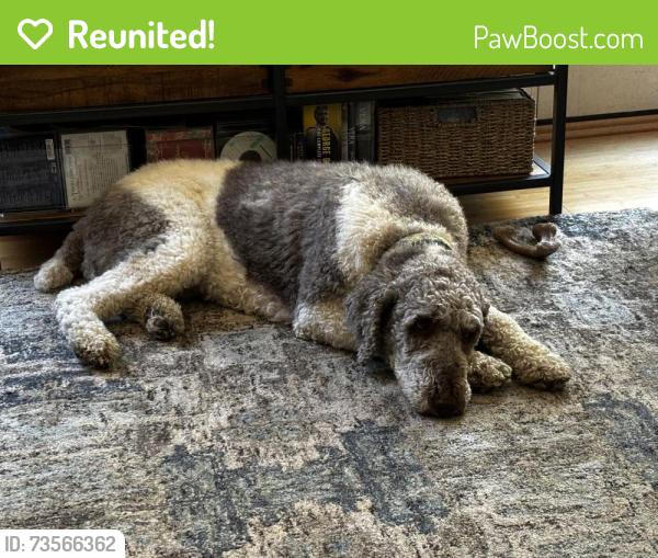 Reunited Female Dog last seen Sydenstricker Rd and Galgate Dr, Springfield, VA 22153