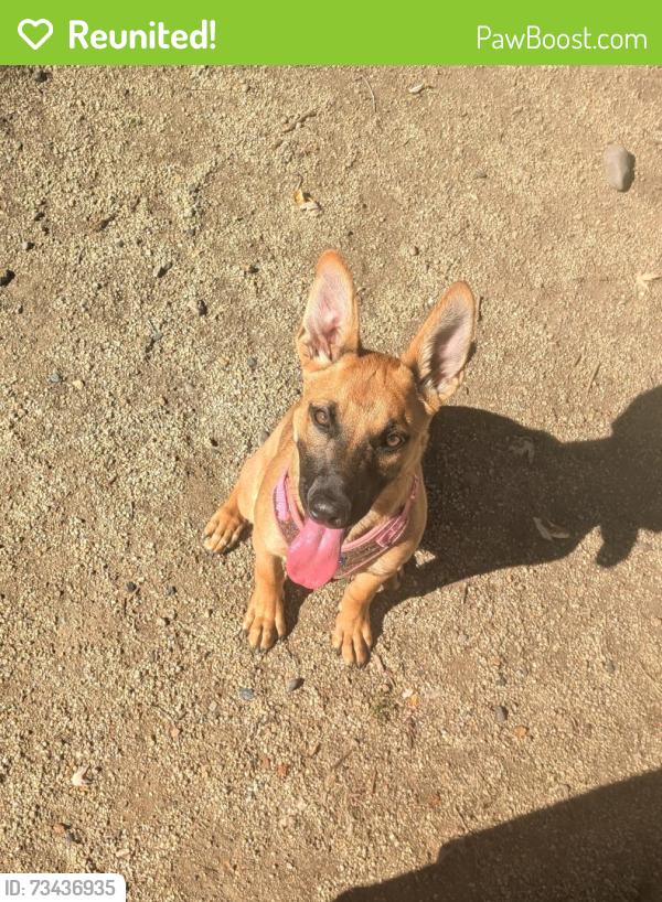 Reunited Female Dog last seen Winco, South Medford, Medford, OR 97504