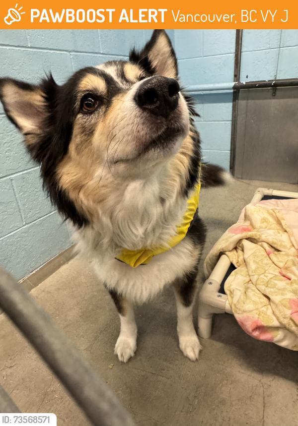 Found/Stray Male Dog last seen Near W 2nd AV, Vancouver, BC V5Y 0J5