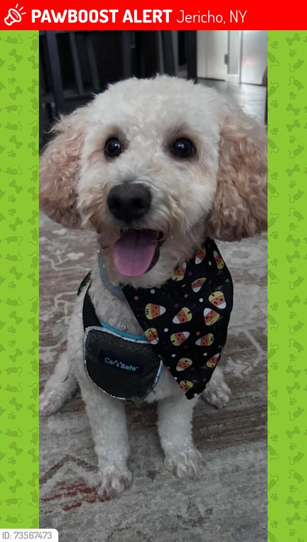 Lost Male Dog last seen Birchwood Park Crescent, Jericho, NY 11753