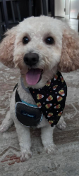 Lost Male Dog last seen Birchwood Park Crescent, Jericho, NY 11753