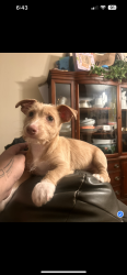 Reunited Male Dog last seen Valle Vista street & main road Kirker pass, Pittsburg, CA 94565