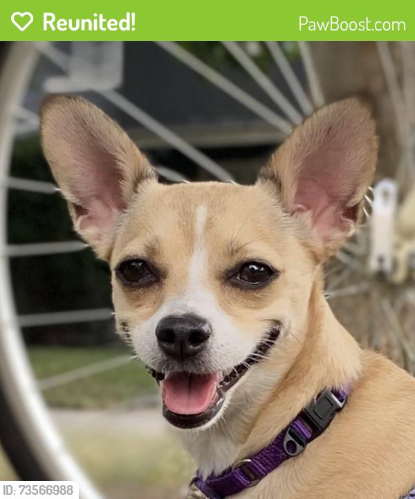 Reunited Female Dog last seen Boyden Ave and Elmwood Ave, Maplewood, NJ 07040