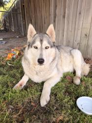Found/Stray Male Dog last seen Behind church/Solid Head Start, Sacramento, CA 95823