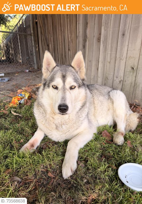 Found/Stray Male Dog last seen Behind church/Solid Head Start, Sacramento, CA 95823