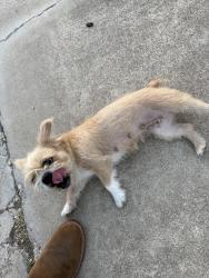 Found/Stray Female Dog last seen Manhattan blvd and 820, Fort Worth, TX 76120