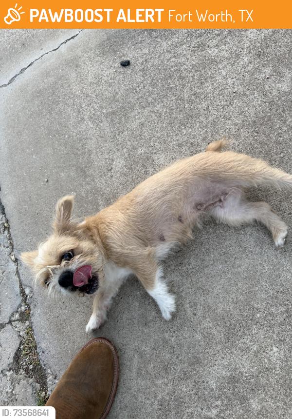 Found/Stray Female Dog last seen Manhattan blvd and 820, Fort Worth, TX 76120
