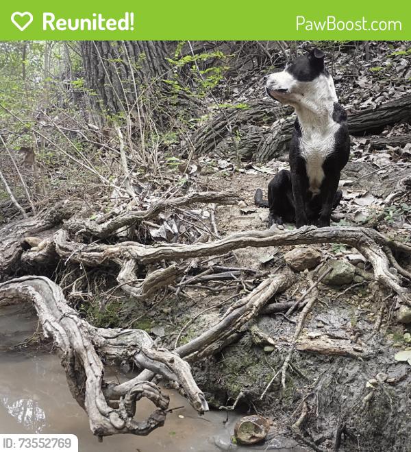 Reunited Male Dog last seen Behind Thunder Cloud Subs on Manchacca and Slaughter, Austin, TX 78748