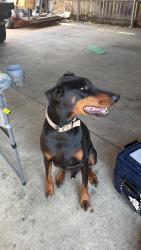 Lost Male Dog last seen Sybil dr, Mesquite, TX 75149