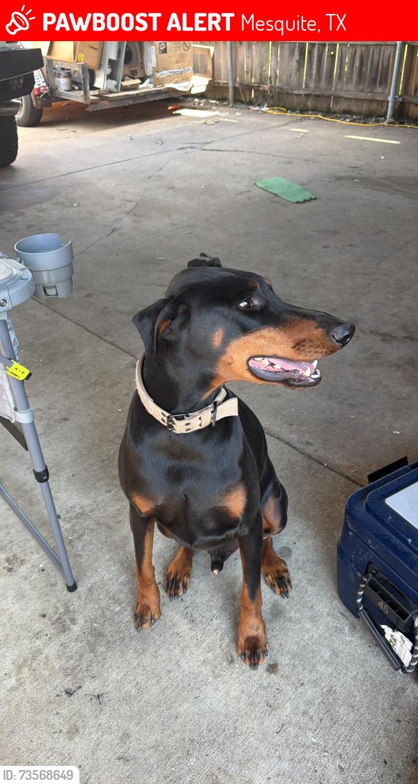 Lost Male Dog last seen Sybil dr, Mesquite, TX 75149