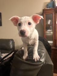 Reunited Male Dog last seen Valle Vista & Kirker Pass, Pittsburg, CA 94565