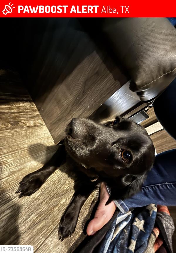 Lost Female Dog last seen Intersection of FM17 and CR 779, Alba, TX 75410