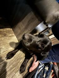 Lost Female Dog last seen Intersection of FM17 and CR 779, Alba, TX 75410