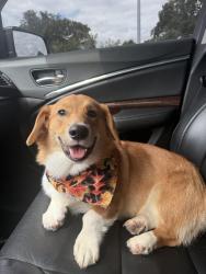 Lost Male Dog last seen Redbud Park, Pipeline Rd, Neighborhood Walmart, Rickle Park, North East Mall, Hurst, TX 76053