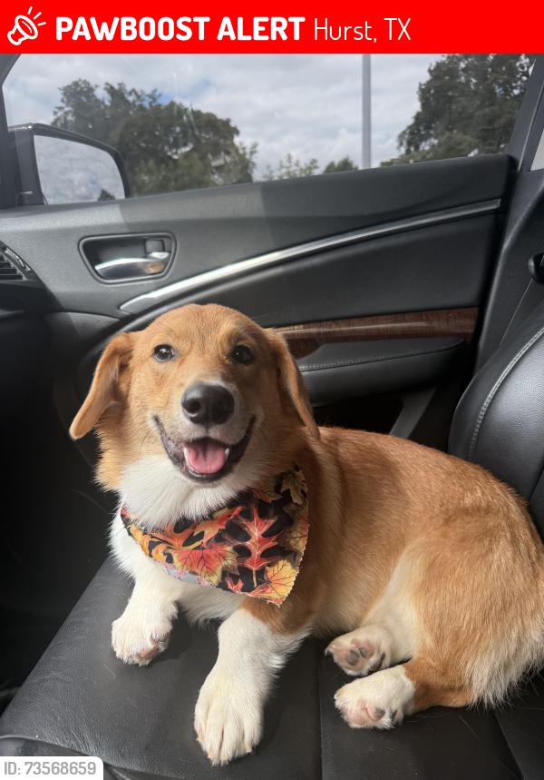 Lost Male Dog last seen Redbud Park, Pipeline Rd, Neighborhood Walmart, Rickle Park, North East Mall, Hurst, TX 76053