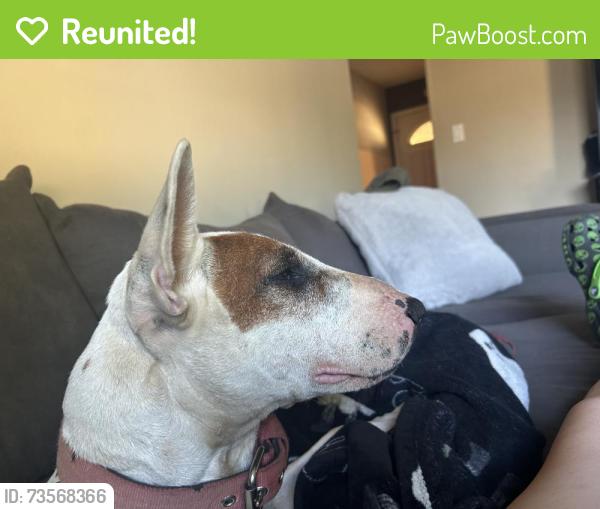 Reunited Male Dog last seen Hazel and greenback, Orangevale, CA 95662