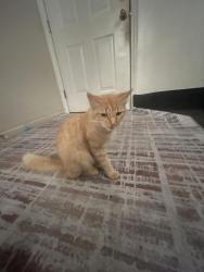Reunited Female Cat last seen Habitat Lane, Morganton, Burke County, NC 28655