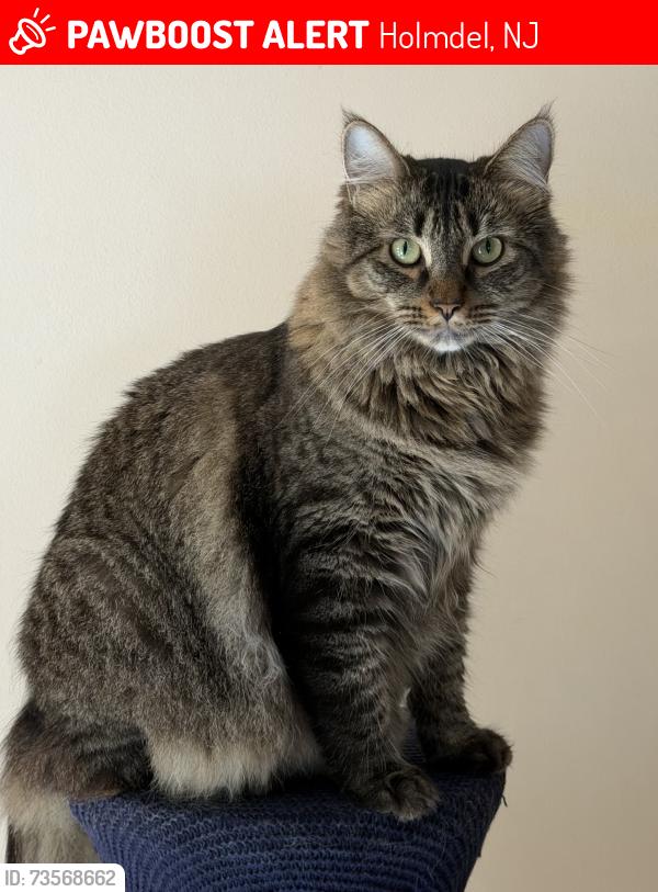 Lost Male Cat last seen Willow Brook Rd, Holmdel, NJ 07733