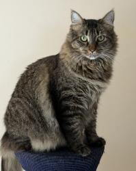 Lost Male Cat last seen Willow Brook Rd, Holmdel, NJ 07733