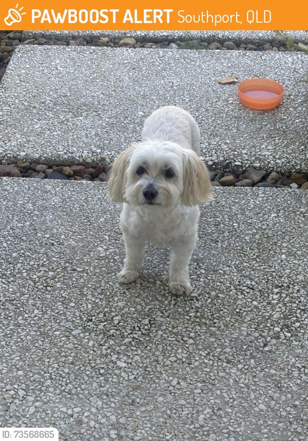 Found/Stray Female Dog last seen Egerton st Southport, Southport, QLD 4215