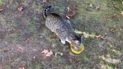 Found/Stray Unknown Cat last seen Woodruff and Pleasant, Southington, CT 06489