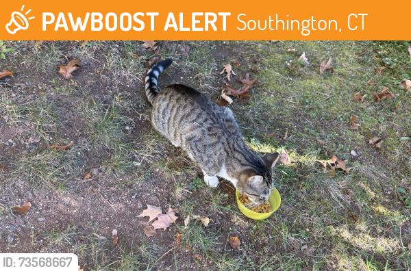 Found/Stray Unknown Cat last seen Woodruff and Pleasant, Southington, CT 06489