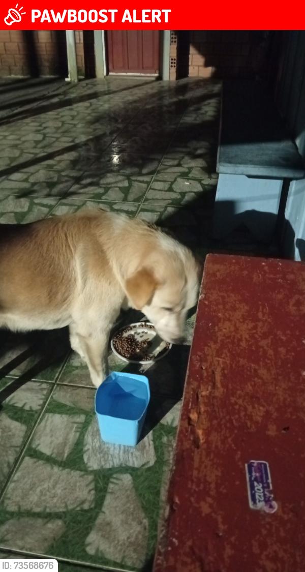 Lost Male Dog last seen Rua Eleodoro crispim da Silva, 129, Pontal do Paraná, PR 83255-000