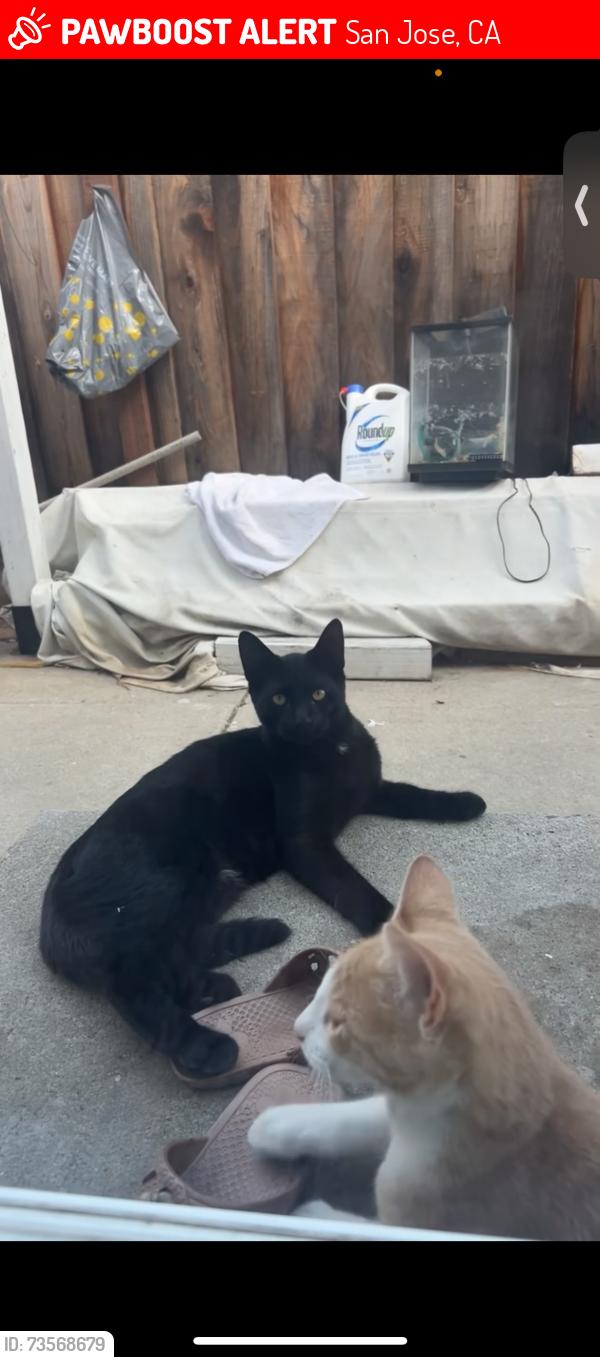 Lost Male Cat last seen Playa del rey park, San Jose, CA 95123