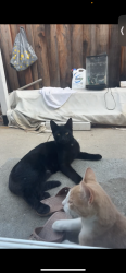 Lost Male Cat last seen Playa del rey park, San Jose, CA 95123