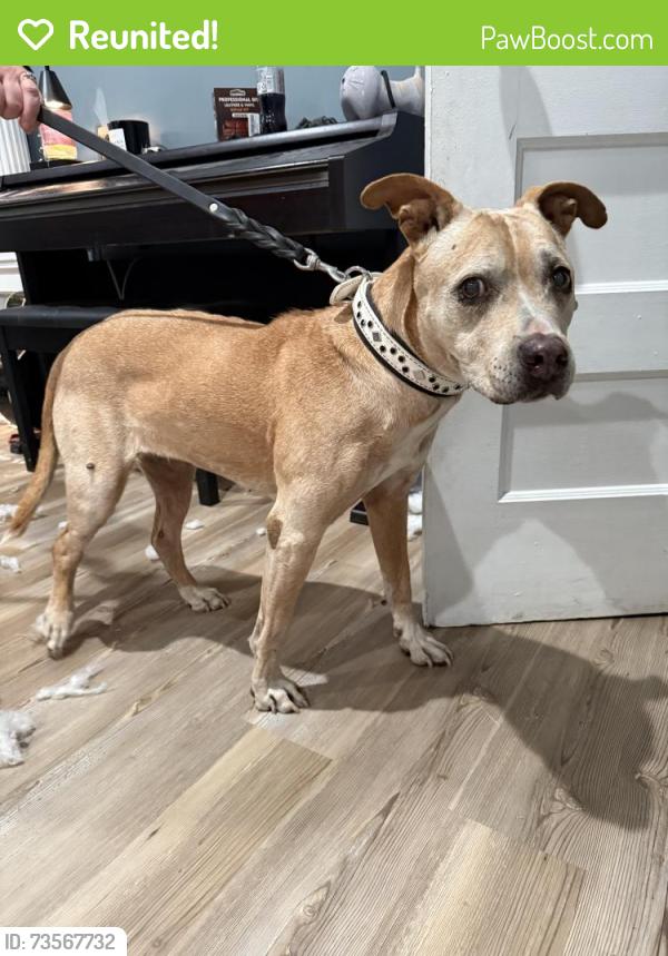 Reunited Female Dog last seen Ocean ave, Jersey City, NJ 07305